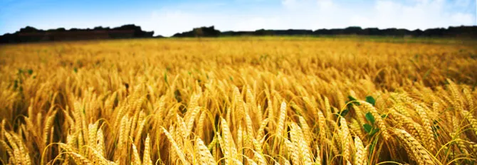 AGRO OIL SERVICE SRL