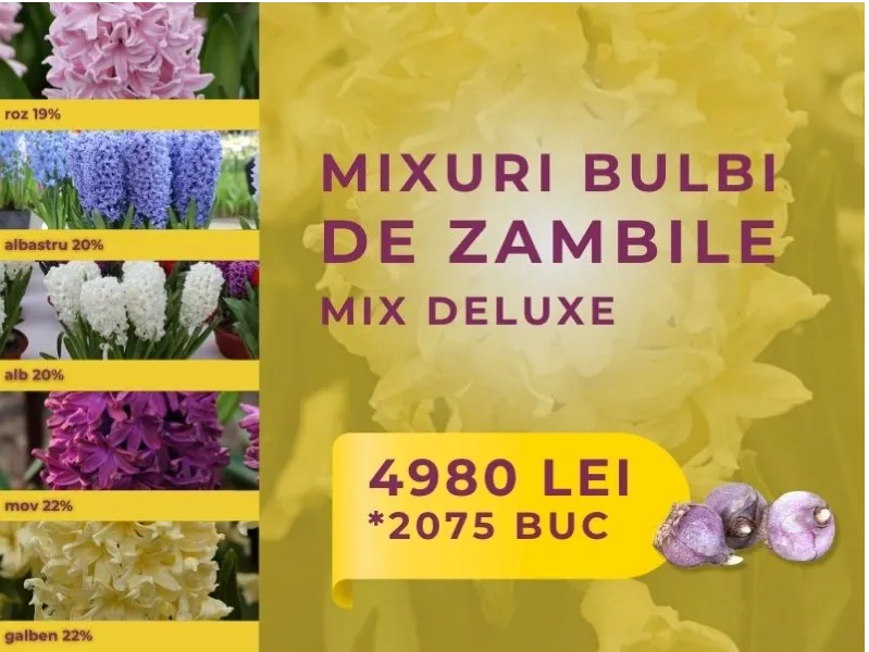 Mix bulbi zambile - MIX DELUXE