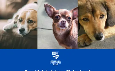 Consiliul Județean asigură protejarea animalelor aflate în pericol