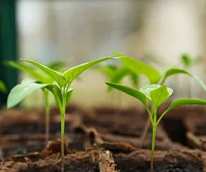 Produse agricole și horticole pentru instituții publice accesibile  și prin sistemul SEAP