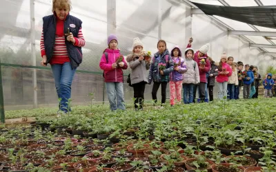 Un milion de flori, plantate pe străzile Sectorului 6. Jumătate din ele  sunt produse în serele proprii ADPDU