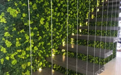 Plante si pereti verzi pentru interior