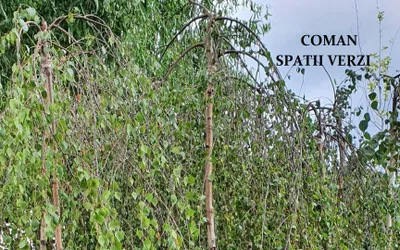 BETULA PENDULA \"YOUNGII\" (mesteacan pandul)