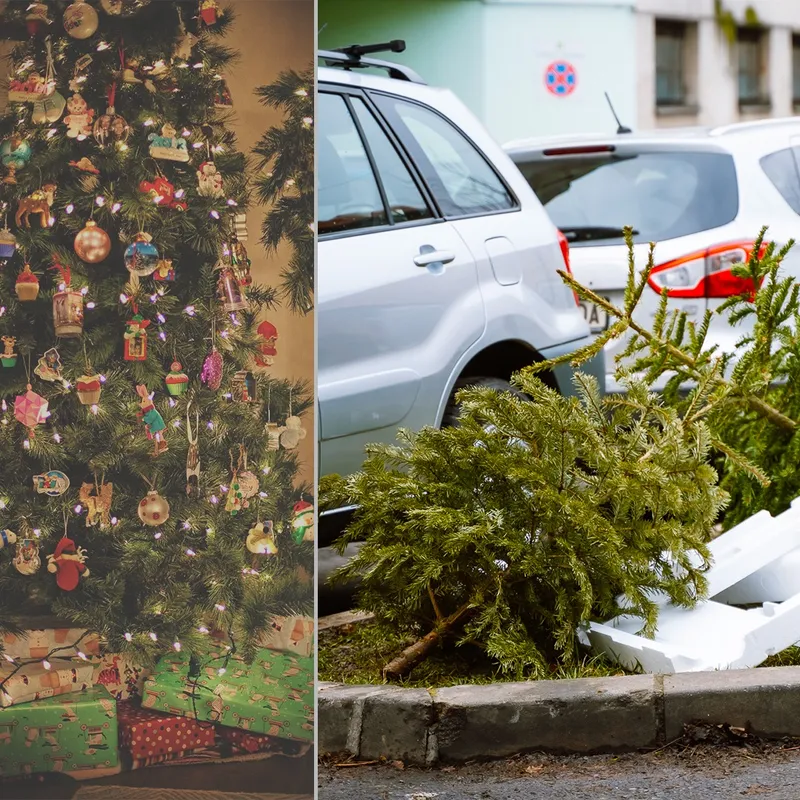 Colectarea brazilor de Crăciun