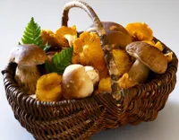 ALDEMAR FUNGHI 95 SRL
