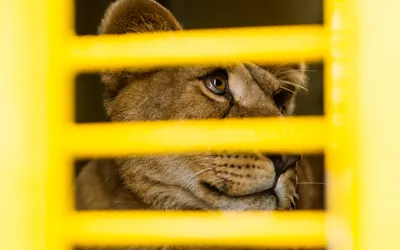 Lei salvați din Ucraina și adăpostiți temporar în Grădina Zoologică din Târgu Mureș au plecat spre domiciliul permanent