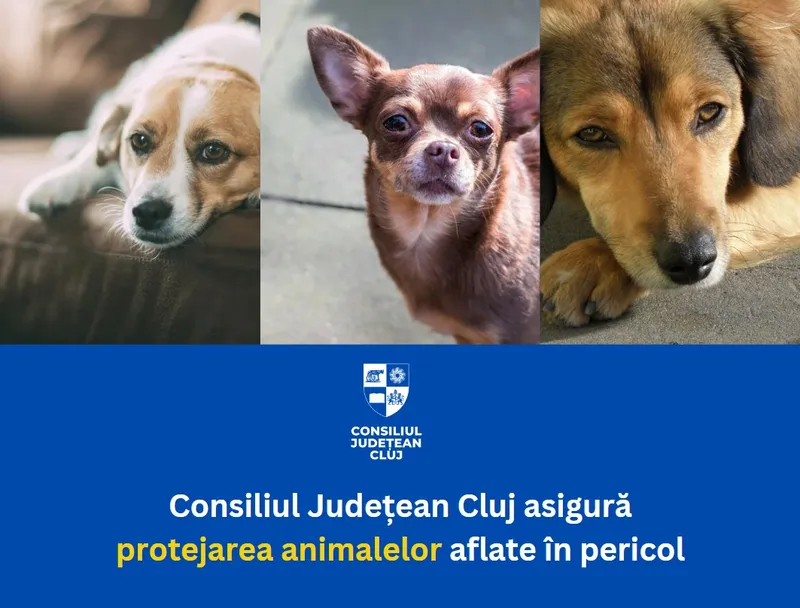 Consiliul Județean asigură protejarea animalelor aflate în pericol