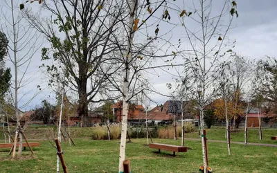 Oradea: Sute de arbori au fost plantați în ultima lună