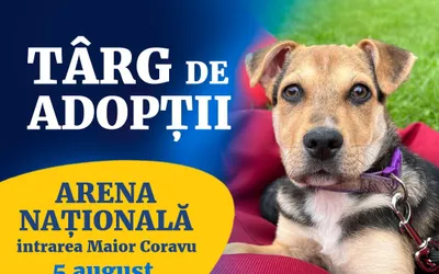 Târg de adopții de căței și pisici, sâmbătă, 5 august