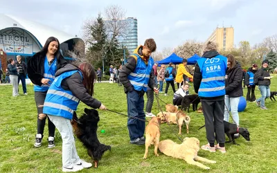 17 căței au fost adoptați la târgul de pe 8 aprilie. Următorul târg: 29 aprilie, la Arena Națională