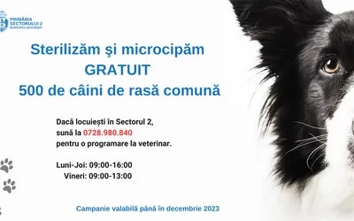 Primăria Sectorului 2 demarează campania de sterilizare şi microcipare gratuită a 500 de câini de rasă comună