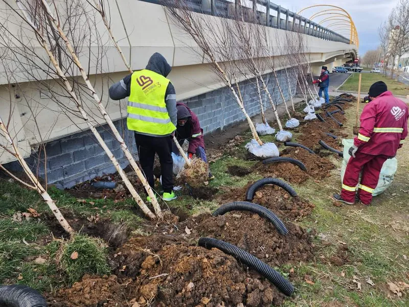 Peste 700.000 de arbori și arbuști, plantați în Sectorul 3