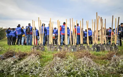 Sibiul crește mai verde