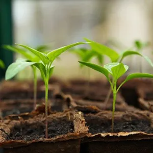 Produse agricole și horticole pentru instituții publice accesibile  și prin sistemul SEAP