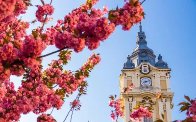 Primăria Cluj-Napoca va efectua, în perioada 6 -31 octombrie 2022, o acţiune de deratizare pe domeniul public al municipiului Cluj-Napoca