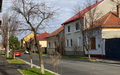 Peste 400 de arbori vor fi plantați în următoarele două săptămâni  în Oradea