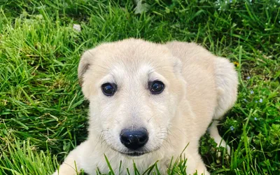 Un nou târg de adopții de căței: 13 mai, Centrul de Cultură “Palatele Brâncoveneşti de la Porţile Bucureştiului” din Mogoșoaia