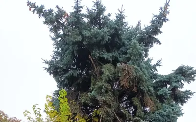 S-a emis autorizație de tăiere pentru nouă arbori degradați de  lângă Parcarea Independenței