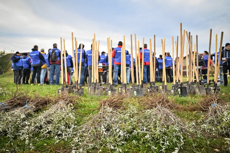 Sibiul crește mai verde