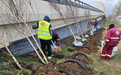 Peste 700.000 de arbori și arbuști, plantați în Sectorul 3
