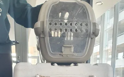 Campanie șterilizări gratuite pisici fără deținător