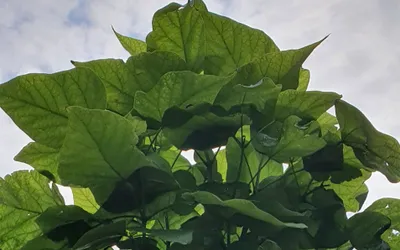 Catalpa Bignonioides Nana (catalpa globulara)