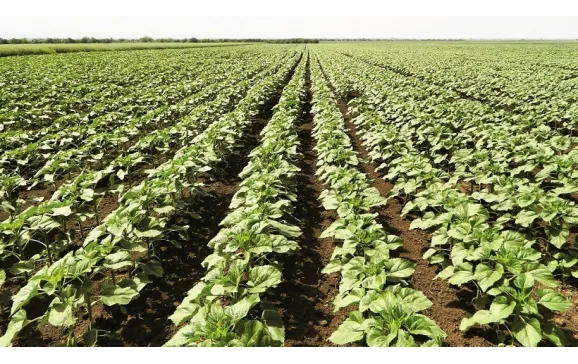 Producătorii agricoli care au fost afectați de seceta din anul trecut  pot solicita subvenție