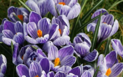 Bulbi de Crocus