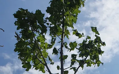 Acer platanoides Globosum (Artar globular)