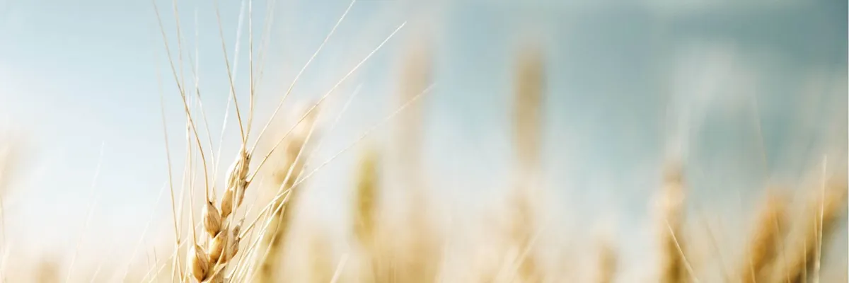 SOCIETATEA AGRICOLĂ DEALUL COVURLUI