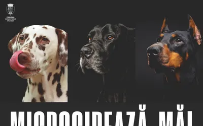 Fii responsabil, microcipează-ți câinele! Alternativa: amenda