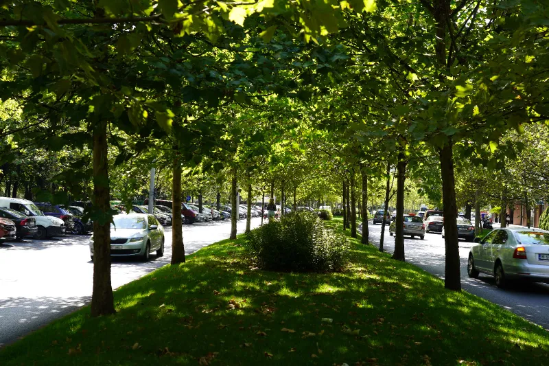 Tuneluri de copaci de-a lungul marilor artere din Sectorul 3  Continuă programul de amenajare a spațiilor verzi