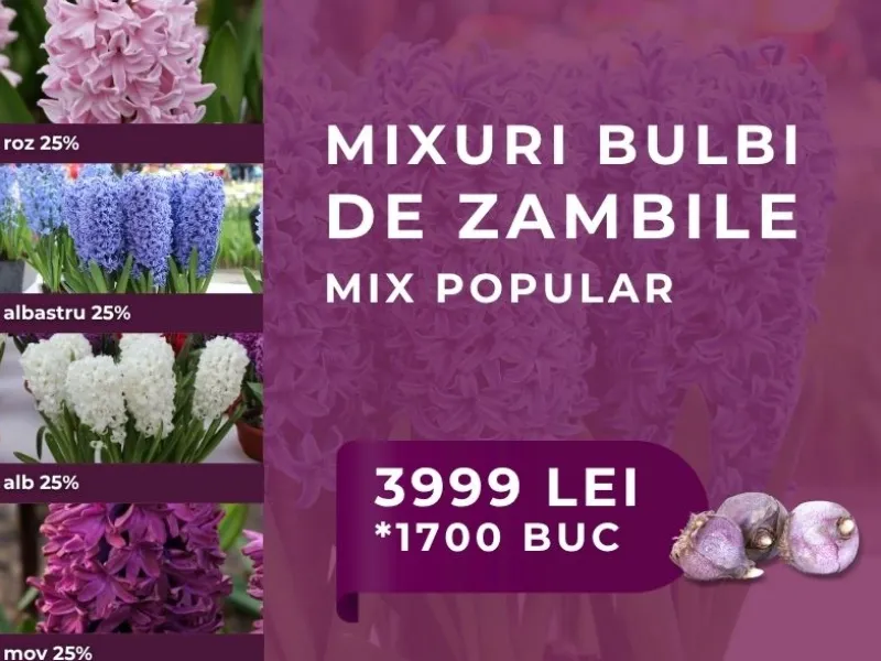 Mix bulbi zambile - MIX POPULAR