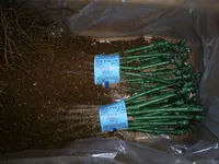 SOARELE DIN VEST SRL