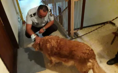 Amenzi de peste 75.000 de lei aplicate de polițiștii locali pentru încălcarea legislației în domeniul protecției animalelor