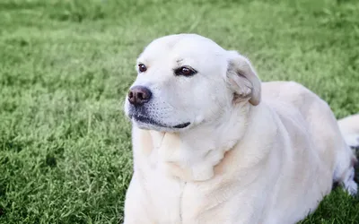 În Sectorul 3 câinii pot fi microcipați și sterilizați gratuit