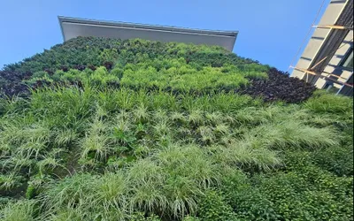 Pereții și fațadele verzi, o soluție de infrastructură urbană „green & smart city” inovatoare și eficientă