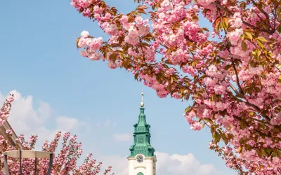 Fondul vegetal din Piața Unirii va fi completat cu arbori de talie  mare