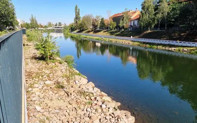 Se plantează 60 de sălcii pe malul Crișului, între Podul Sf. Ladislau și  Podul Centenarului