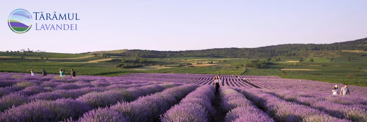 PRIMĂRIA MĂDĂRAŞ