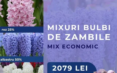 Mix bulbi zambile - MIX ECONOMIC