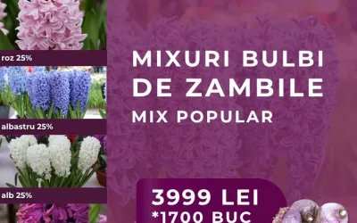 Mix bulbi zambile - MIX POPULAR