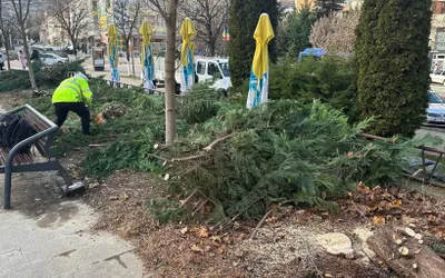 Mai mulți copaci din zona centrală a Devei au fost distruși peste noapte cu drujba de persoane neidentificate