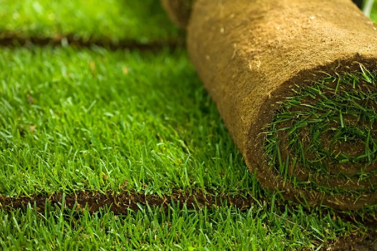 Montare rulouri de gazon natural