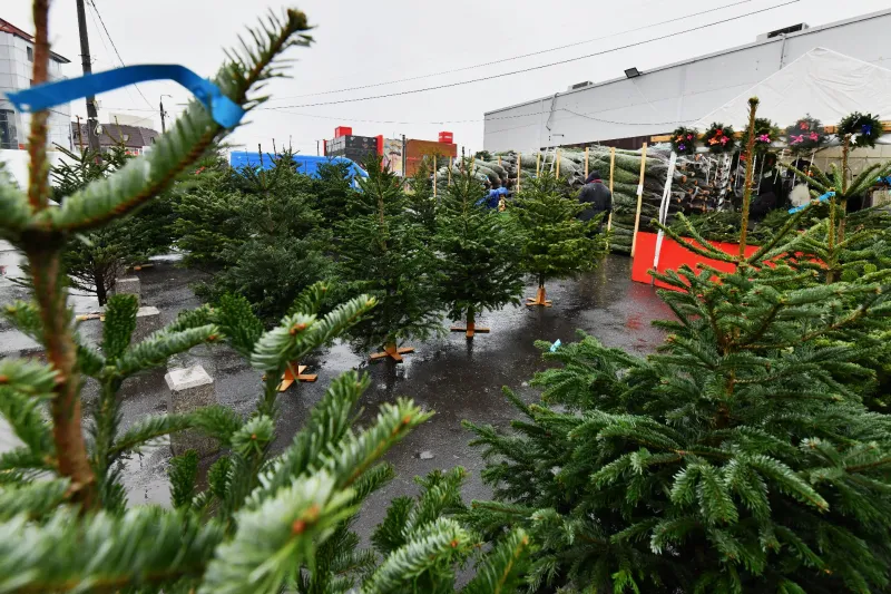 50 de lei, cel mai ieftin brad de Crăciun. De unde se poate cumpăra, în Sectorul 6