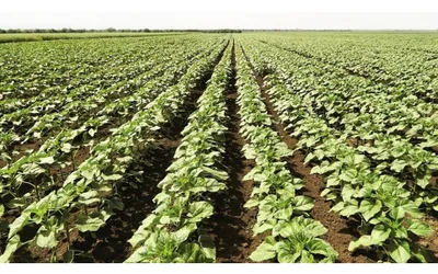 Producătorii agricoli care au fost afectați de seceta din anul trecut  pot solicita subvenție