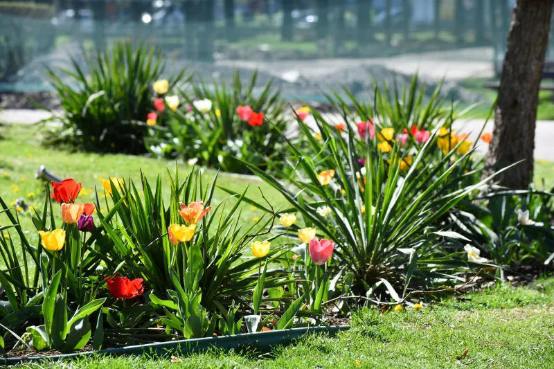 Feerie de culori! Jumătate de milion de flori, pe  străzile din Sectorul 6