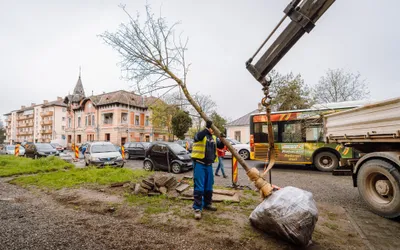 Arbori noi plantați pe Gheorghe Doja