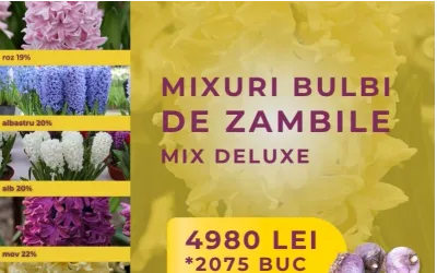 Mix bulbi zambile - MIX DELUXE