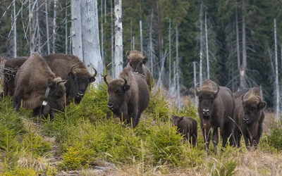 După 200 de ani de absență, 28 de zimbri s-au adaptat perfect în sălbăticie, la mediul natural din Munții Făgăraș